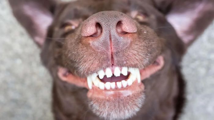 Why Do Dogs Chatter Their Teeth?