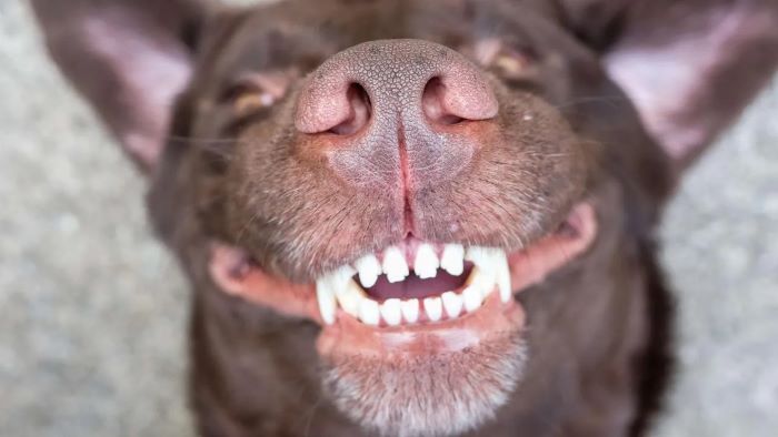 Why Do Dogs Chatter Their Teeth? Why Do Dogs Chatter Their Teeth?