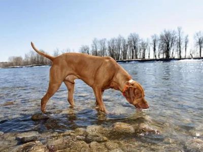 Dry Nose Treatment and Prevention Dry Nose Treatment and Prevention