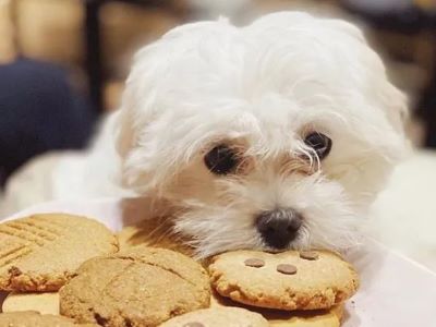 Are Fig Cookies Bad for Dogs? Are Fig Cookies Bad for Dogs?