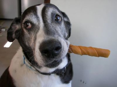 What Are Dentastix and How Do They Work?