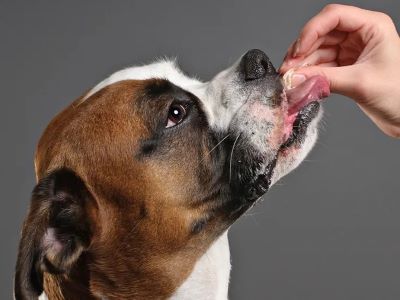 Omeprazole Dose for Dogs Omeprazole Dose for Dogs