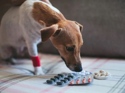 Dog medicine Dog medicine