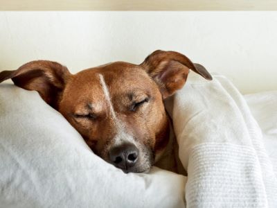 Dog napping Dog napping