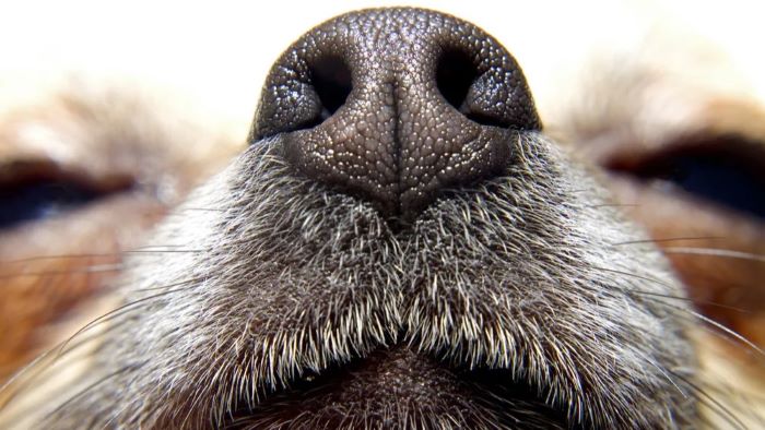 Why Is My Dog's Nose Dry?