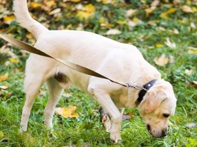 Dog sniffing Dog sniffing