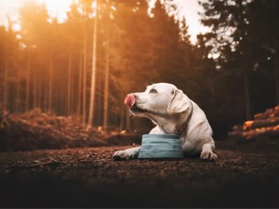 The Benefits of Getting Your Dog Cooling Mat The Benefits of Getting Your Dog Cooling Mat
