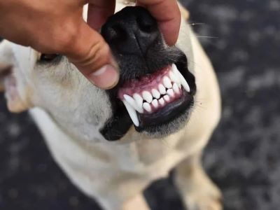 Causes of Teeth Chattering in Dog