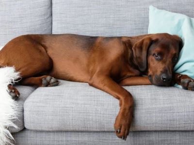 Symptoms of Wisteria Poisoning in Dogs Symptoms of Wisteria Poisoning in Dogs