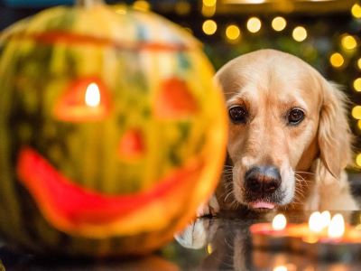 Are Yankee Candles Toxic to Dogs?
