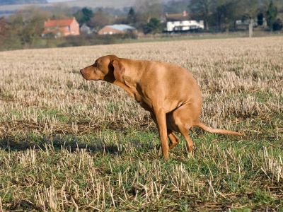 Prevent Yellow Poop in Dog Prevent Yellow Poop in Dog