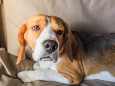 Teeth Chattering Indicate a Medical Condition seizures in dog