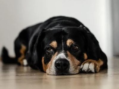 Causes of Weight Loss in Dogs Causes of Weight Loss in Dogs