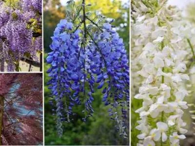 What Is Wisteria?