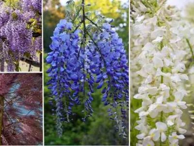 What Is Wisteria? What Is Wisteria?