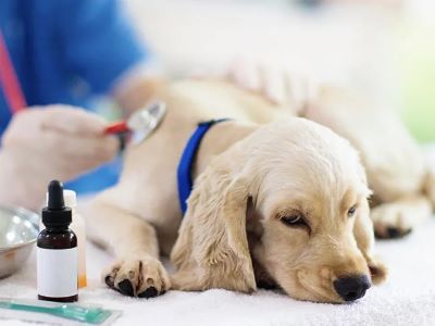 Prevent Teeth Chattering in Dogs Prevent Teeth Chattering in Dogs