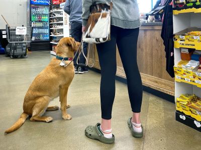 Why You Might Want To Bring Your Dog to Homebase?