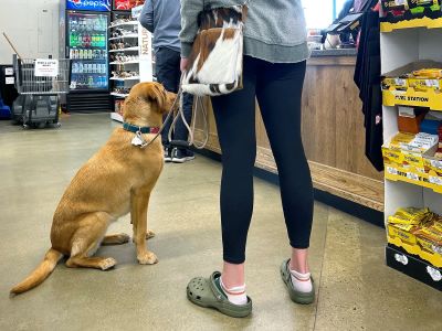 Why You Might Want To Bring Your Dog to Homebase? Why You Might Want To Bring Your Dog to Homebase?