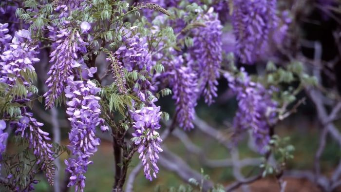 Is Wisteria Poisonous to Dogs? Is Wisteria Poisonous to Dogs?