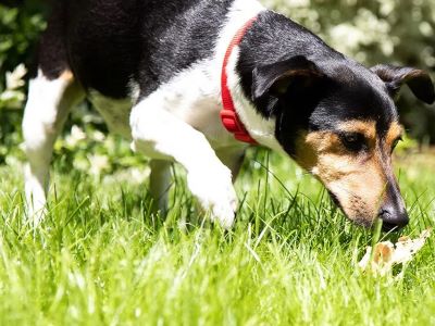 Causes of Yellow Poop in Dog Causes of Yellow Poop in Dog
