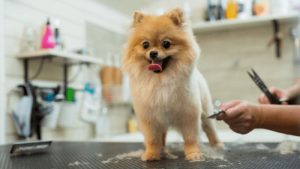How to use a dog clipper
