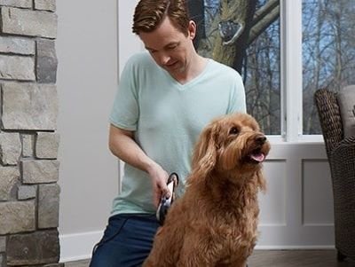 a man grooming his dog