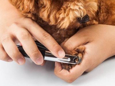 cutting dog's nail