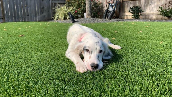 Is Artificial Grass Good for Dogs? Green and Clean!