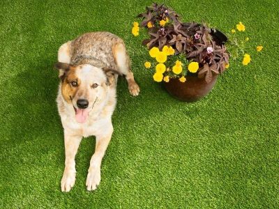 dog playing with grass and flowers