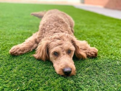 Is Artificial Grass Good for Dogs
