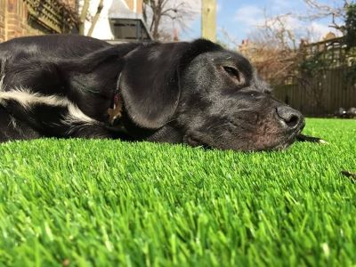 dog relaxing on the artificial grass