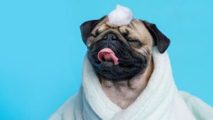 No Dog Shampoo What Can I Use