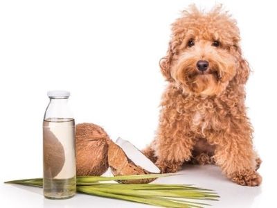 dog with coconut oil