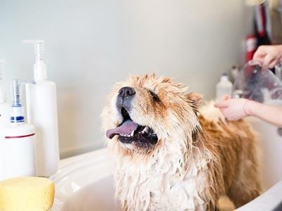 happy dog taking a bath