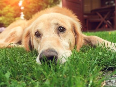 Signs of Stomach Cancer in Dogs