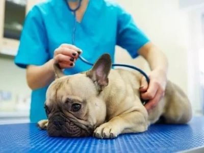 regular vet check up of a dog 