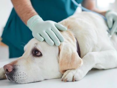 regular vet check up of a dog 