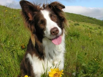 happy female dog 