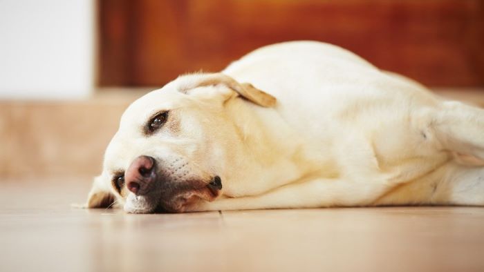 What to Give a Dog for an Upset Stomach? Gut Health - WeWantDogs