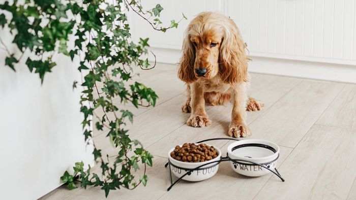 What to Give a Dog for an Upset Stomach
