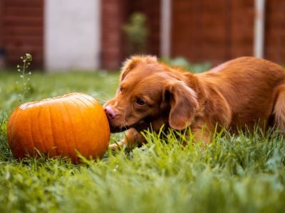 dog licking a pumpkin