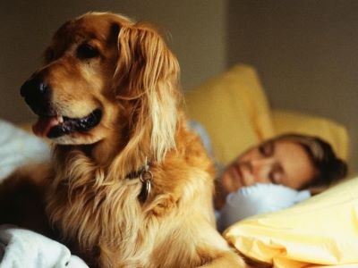 dog alert in the night dog alert in the night