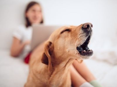 dog barking in the bed at night dog barking in the bed at night