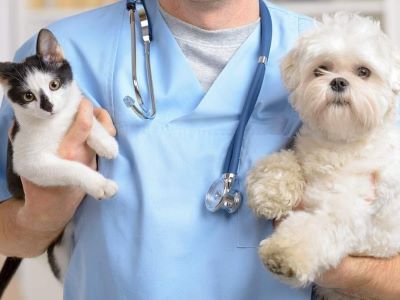 dog and cat with a vet