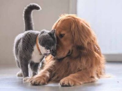 cat and dog living peacefully