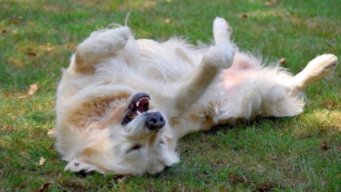 Why Do Dogs Roll in Dead Animals Why Do Dogs Roll in Dead Animals