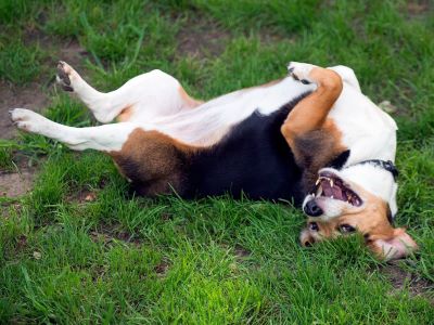 dog rolling in the grass