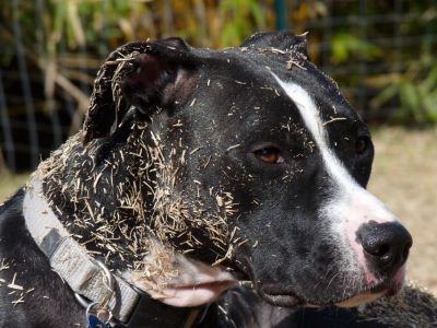 dog and his coat covered in grass