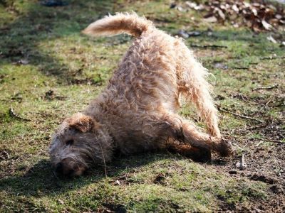 Why Do Dogs Roll in Dead Animals Why Do Dogs Roll in Dead Animals