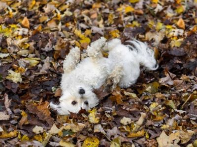 dog rolling in the forest ground